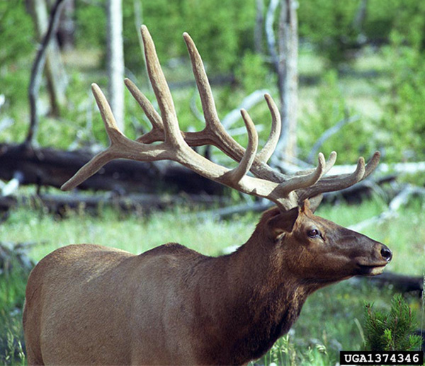 A bull elk standing broadside in a forest. Some of the velvet remains on his five-point antlers.