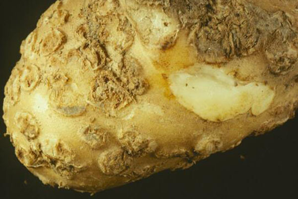 Close-up of a potato tuber showing rough, corky patches and raised lesions across the surface. A section of the skin is peeled back, revealing white flesh beneath, indicating symptoms of common scab disease.