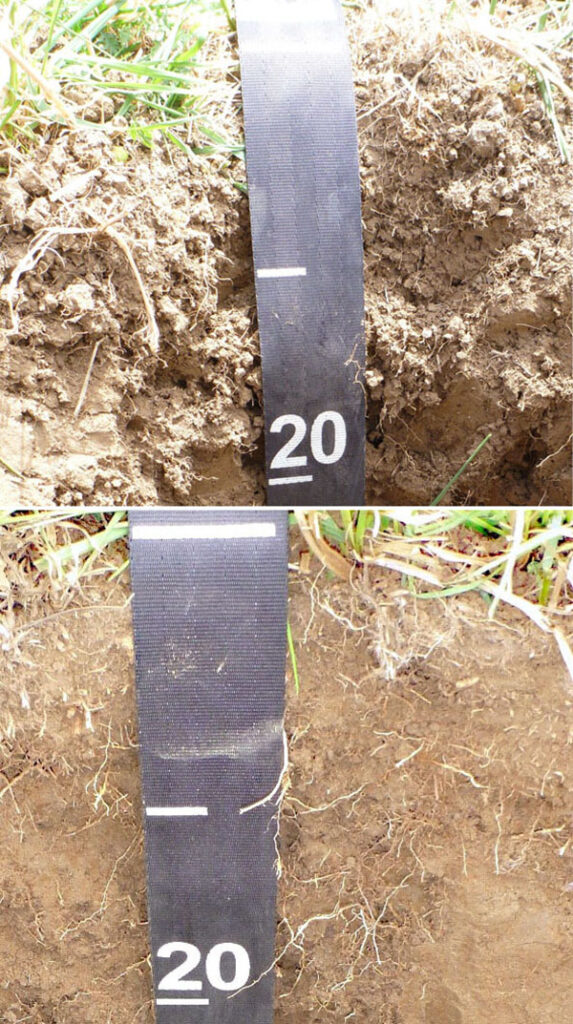 Top: Uncompacted soil shows measuring tape down to a line marked “20.”
Bottom: Compacted soil shows tighter pore spacing, less root growth, and the line marked “20” appears to be lower than with the uncompacted soil.