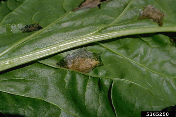 Close-up of a green leaf showing irregular brown lesions with dark borders and dried centers. The affected areas appear slightly sunken and surrounded by healthy green tissue, indicating symptoms of leaf spot disease.