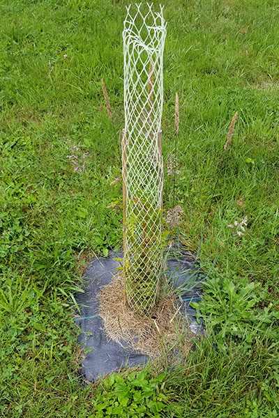 A caged sapling surrounded by green grass.