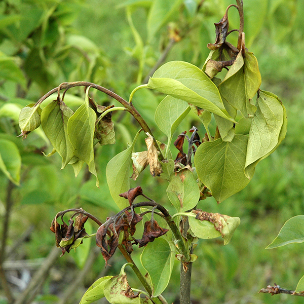 Fig_19.jpg: Close-up of a lilac branch with wilted and curled leaves showing brown, scorched edges and darkened stems bent into a hook shape, suggesting bacterial blight infection.