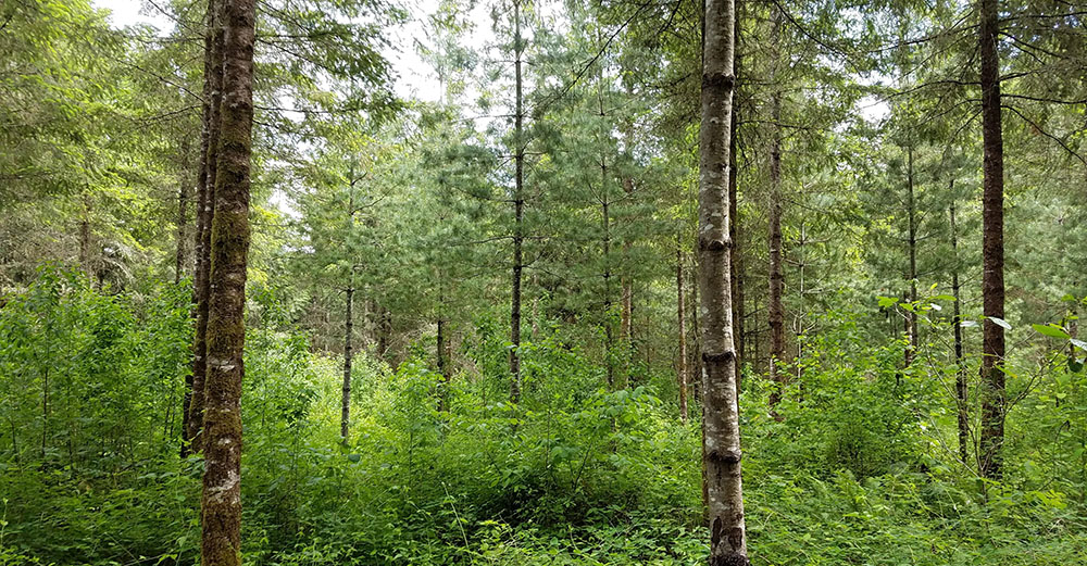 A younger stand of mixed evergreen and deciduous trees.