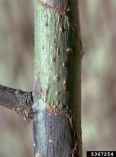 Close-up of dark canker on branch.