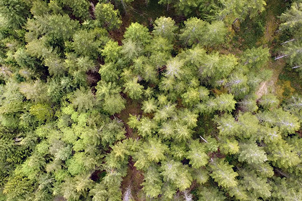 Overhead shot looking down into coniferous forest.