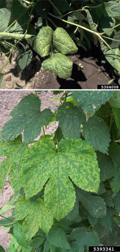 Top: Close-up of bean plant leaves showing puckered, curled, and distorted growth with a mottled light and dark green pattern, indicating viral infection symptoms such as bean common mosaic virus.
Bottom: Close-up of a green leaf with mottled yellow and light-green discoloration forming a mosaic pattern between veins. The irregular coloring contrasts with surrounding healthy dark-green leaves, indicating viral infection symptoms.