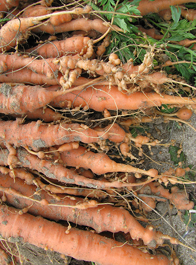 Bulbous galls cover the outsides of carrots.