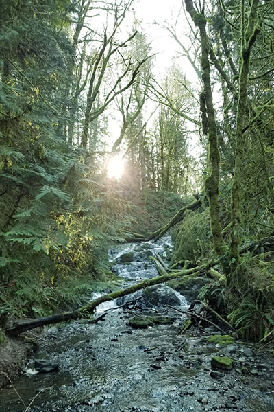 Trees border a forest stream.