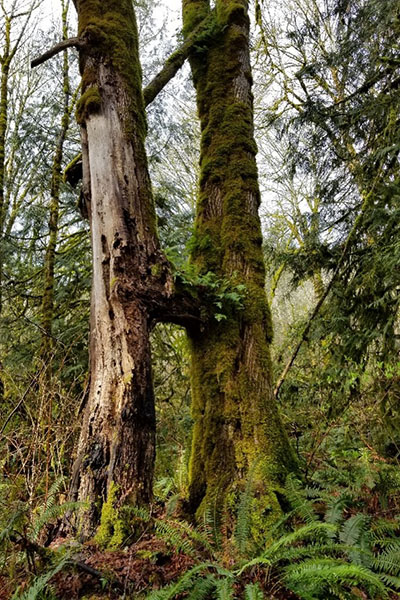 Two trees appear to have bridged or fused together at trunk level.