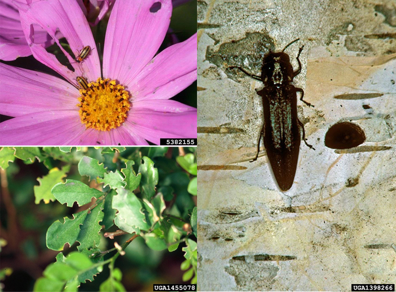 Top left: Close-up of a pink flower with a yellow center, showing two small striped beetles feeding on the petals. The petals have holes and ragged edges, indicating insect feeding damage.
Bottom left: Close-up of green leaves with irregular notches and chewed edges caused by insect feeding. The leaf surfaces appear mostly healthy, but the distinct bite marks along the margins indicate damage from leaf-chewing pests.
Right: Close-up of a metallic, dark brown birch borer beetle on the surface of light-colored tree bark. The bark shows a small D-shaped hole, indicating insect boring activity.