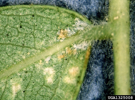 Close-up of the underside of a green leaf showing small white cottony clusters and pale spots, indicating the presence of sap-sucking insects. Fine webbing is visible near the leaf veins.