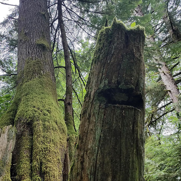 Springboard notch carved into the trunk of an old stump.
