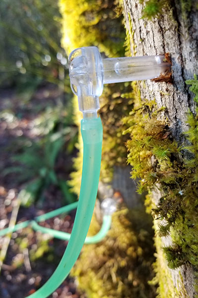 Close-up of maple tree tap.