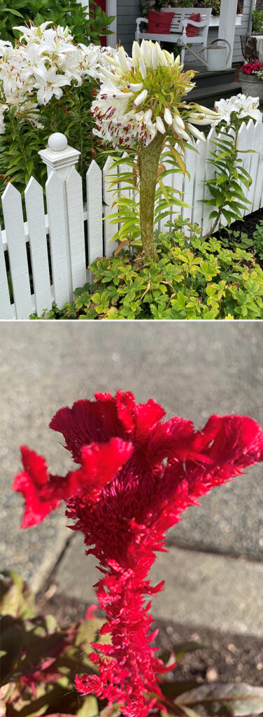 Top: Tall flower featuring a cluster of white lilies, with one plant showing an abnormally thick, fasciated stem supporting a dense cluster of white flowers and buds. The plant stands beside a white picket fence near a porch with potted flowers and garden tools.
Bottom: Close-up of a bright red flower with an unusually wide, flattened stem and crested, fan-shaped bloom showing fasciation. The flower’s vivid red petals contrast against the blurred background of pavement and foliage.