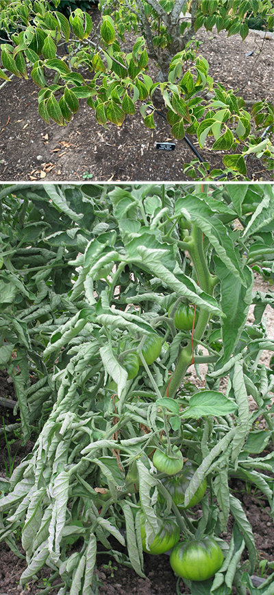 Top: Close-up of a small dogwood branch with green leaves that are curling downward and slightly twisted. The soil beneath is bare, and a garden label is visible, indicating a cultivated or research planting area.
Bottom: Close-up of a tomato plant with curled and wilted green leaves and several unripe green tomatoes on the vine. The foliage appears tightly rolled and drooping, indicating stress or possible viral or environmental damage.