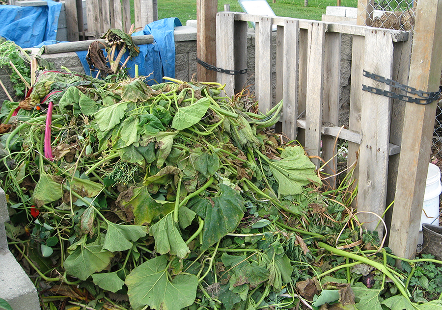 Green leafy vines, stalks, and other organic debris laid atop a compost pile.
