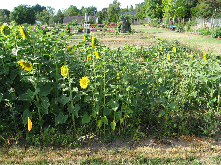 The sunflowers on the left side of this outdoor garden plot stand nearly twice as high as the sunflowers on the right.
