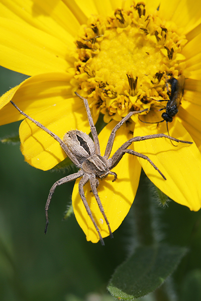 A spider on a yellow flower.
