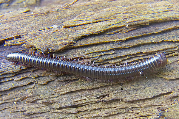 Close-up of millipede.

