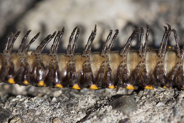 Close-up of underside of millipede.