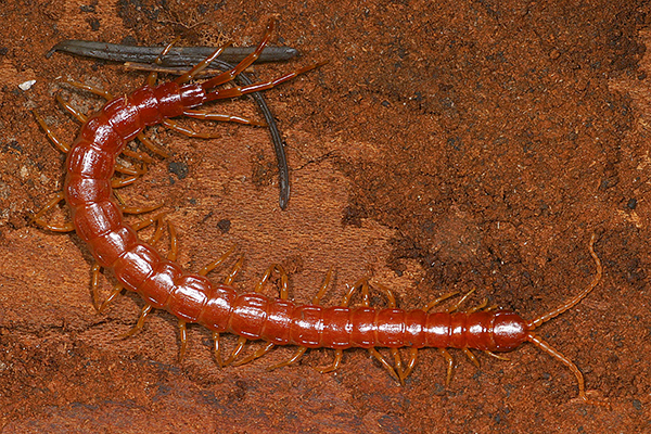Close-up of red centipede.
