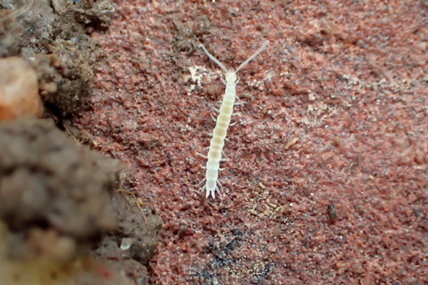 Close-up of garden symphylan.