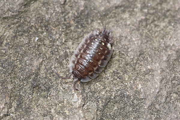 Close-up of pillbug.