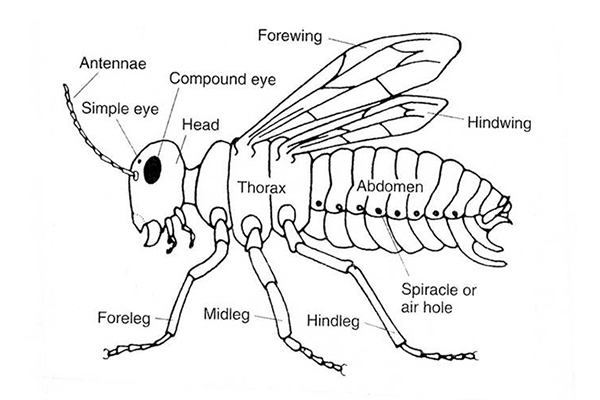 Black-and-white labeled diagram of an insect, side view, showing major external body parts. The insect has three main body regions: head, thorax, and abdomen. Head: Features include two antennae, a pair of large compound eyes, two smaller simple eyes, and mouthparts. Thorax: Attached are three pairs of legs—foreleg, midleg, and hindleg. Two pairs of wings extend upward: the forewing (front) and hindwing (rear). Abdomen: Composed of segmented sections with visible spiracles (air holes) along the sides for breathing. Text under the figure reads: “Fig. 5. The insect design: parts of an insect.” The diagram provides a clear overview of insect anatomy, with each labeled structure pointing to its correct location.