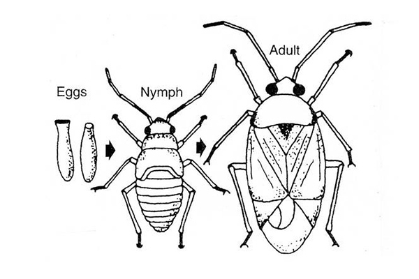 Black-and-white diagram showing the gradual or simple metamorphosis of a bug. Three life stages are illustrated from left to right: Eggs: Two elongated oval shapes, representing the initial stage. Nymph: A smaller version of the adult bug, with legs and body segments visible but lacking fully developed wings. An arrow points from eggs to nymph. Adult: A fully developed bug with large wings covering most of its body, longer legs, and more pronounced body structure. An arrow points from nymph to adult. Text below the image reads: “Metamorphosis of a bug” and “Fig. 6. Gradual or simple metamorphosis.” This figure demonstrates how the insect develops gradually, without a pupal stage, progressing directly from nymph to adult.