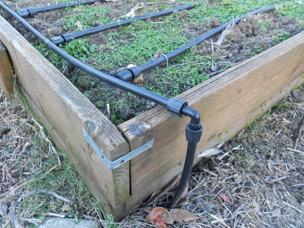 Drip lines installed in a raised bed.