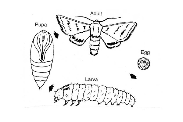 Black-and-white diagram showing the complete, or complex, metamorphosis of a moth. Four stages are illustrated: Egg: Small round object with textured surface, shown at the right. Larva: A caterpillar-like form with a segmented body, short legs near the head, and fleshy abdominal prolegs. Positioned at the bottom of the image. Pupa: An elongated case-like structure with visible segmentation, shown at the left. Adult: A moth with broad, patterned wings spread open, long antennae, and a slender body. Positioned at the top center. Arrows between the stages indicate progression from egg → larva → pupa → adult. Text beneath the figure reads: “Metamorphosis of a moth” and “Fig. 7. Complete or complex metamorphosis.” This figure demonstrates the four distinct stages of complete metamorphosis: egg, larva, pupa, and adult.