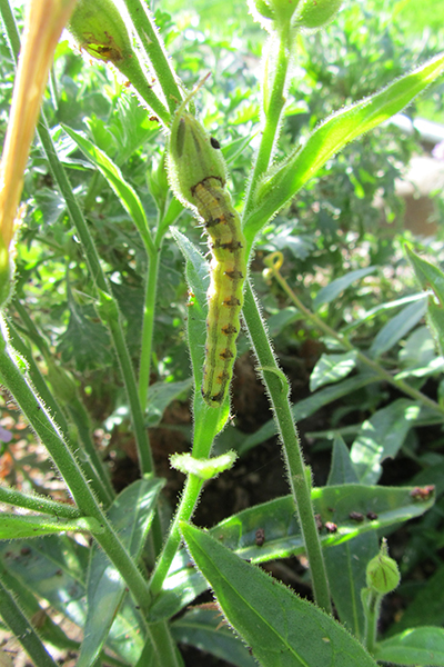 Close-up shot of tobacco budworm on a flower stalk.