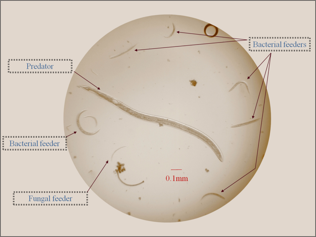 Slide of microscopic organisms, with “0.1 millimeter” line marked out for scale. Text and arrows point to a predator, bacterial feeders, and a fungal feeder.