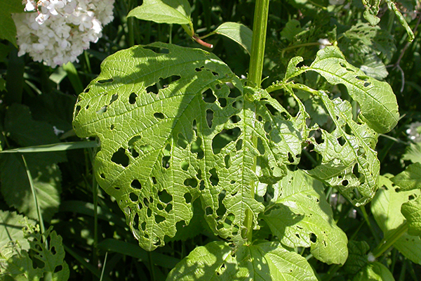Leaves with scattered, irregular holes.