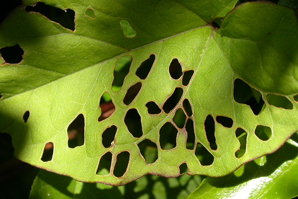 Close-up of patchwork leaf damage as irregular holes.