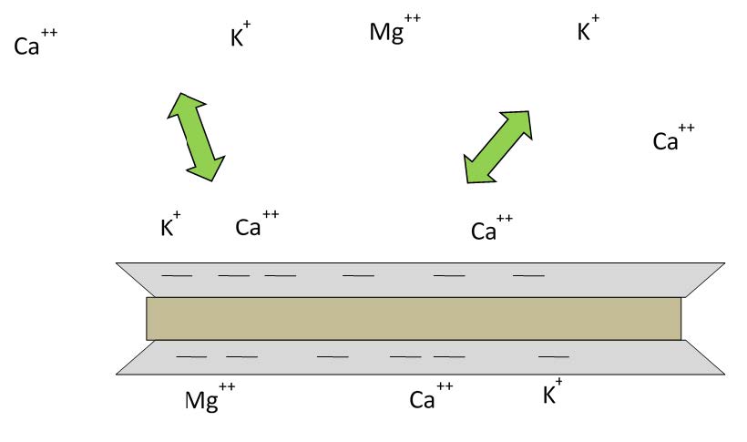 An illustration of cation exchange. Diagram of various ions, like calcium, magnesium, and potassium, along with the arrows demonstrating movement.