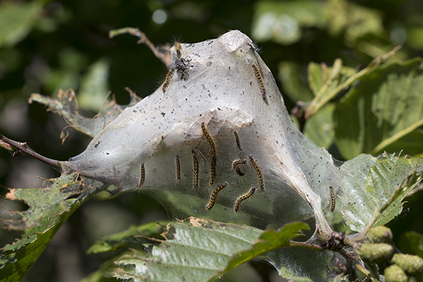 Characteristic web tent covering a defoliated branch. Multiple caterpillars crawl outside.