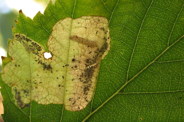 A patch of yellow tissue in otherwise green leaf tissue.