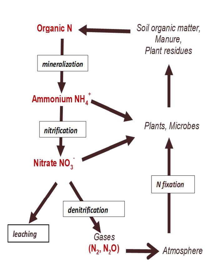 Diagram showing the organic nitrogen’s mineralization process into ammonium ion, then nitrification converting to nitrate ion, followed by either leaching or denitrification into gasses like N2 and N2O. During the ammonium ion and nitrate ion phases, two arrows show that these ions can then be taken up by plants and microbes. Additional means of nitrogen fixation occur through uptake of atmospheric gasses by plants and microbes. After plant and microbe breakdown, organic nitrogen is then created through soil organic matter, manure, and plant residues, completing the cycle.