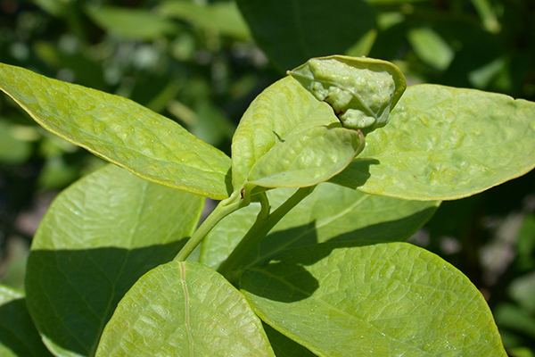 Left: Close-up of one leaf on a blueberry bush that is twisted and deformed.
