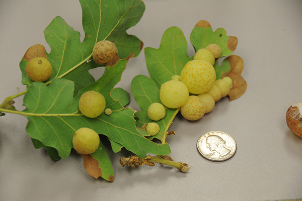 Oak leaves on a table lays next to a quarter coin for scale. Multiple round, yellow galls cover the underside of the leaves.