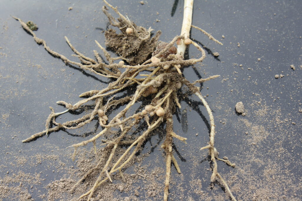 Close-up of legume (fava bean) roots.
