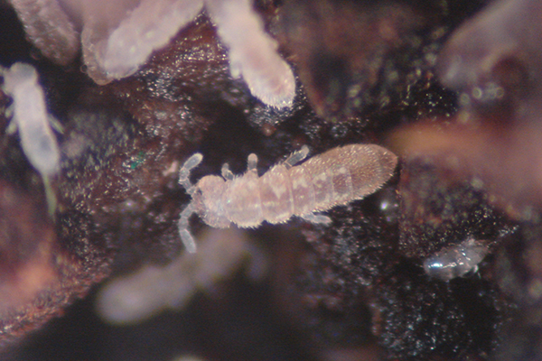 Close-up of nearly translucent, light-yellow springtails. 