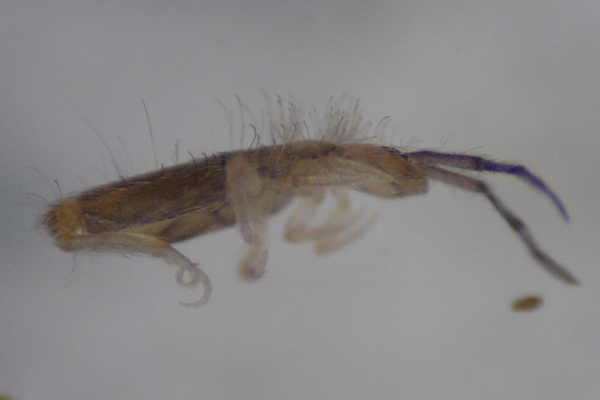 Side view of brown Entomobryid springtail with hairy back and a long, forked appendage. 