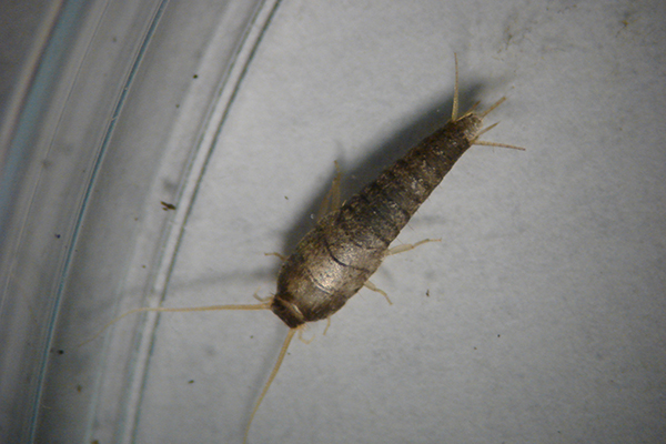Close-up of silverfish, which has three long anal cerci and two long antennae.