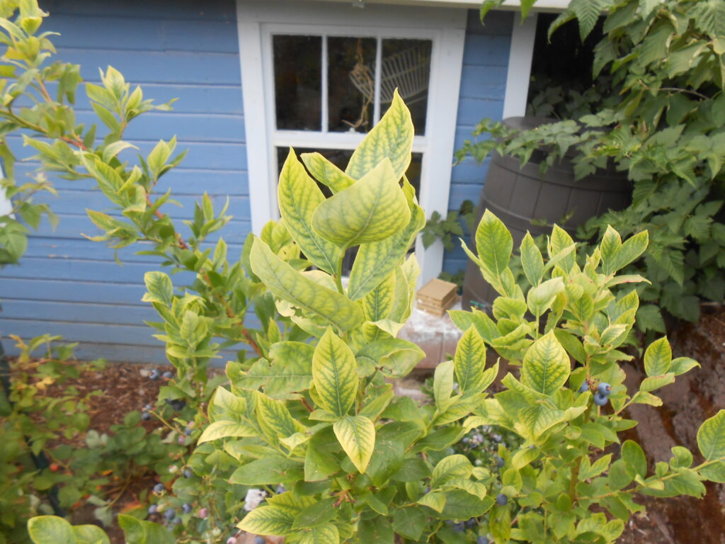 A blueberry bush showing iron deficiency symptoms; yellowing around the margins.