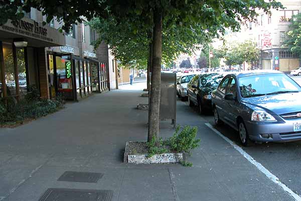 A tree surrounded by concrete sidewalk and paved road grows from a small, square island of soil.