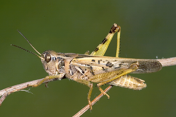 A close-up, side view of a grasshopper.