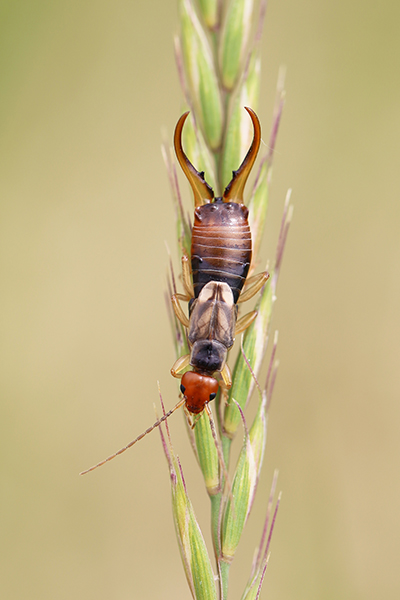 Close-up of European earwig. Two prominent cerci look like jagged, sharp horns protruding at the end of its abdomen.