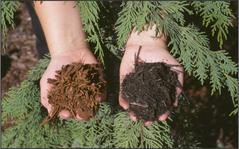 Hands holding bark mulch, left hand with a low nitrogen concentration (reddish color) and the right hand holding yard debris compost with a moderate nitrogen concentration (dark brownish color).